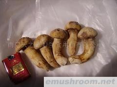 供应速冻野生松茸菌(图)各种野生菌干、鲜、速冻等