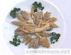 供应速冻野生ManBetX体育(图)各种野生菌干、鲜、速冻等