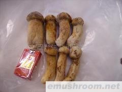 供应速冻野生松茸菌(图)各种野生菌干、鲜、速冻等