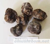 供应速冻野生松露菌（块菌）各种野生菌干、鲜、速冻等