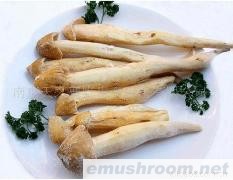 供应速冻野生鸡枞菌(图)各种野生菌干、鲜、速冻等