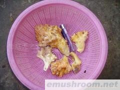 供应速冻野生珊瑚菌(图)各种野生菌干、鲜、速冻等