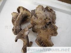 供应速冻野生黑虎掌菌(图)各种野生菌干、鲜、速冻等