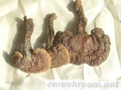 供应野生灵芝菌干品(图)各种野生菌干、鲜、速冻等