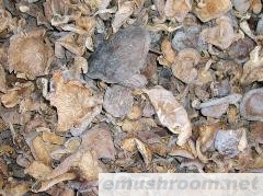 供应野生冬菇菌干品(图)