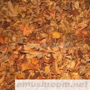 供应野生鸡油菌干品(图)各种野生菌干、鲜、速冻等