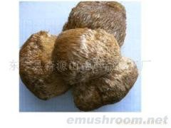 供应东北特产压缩猴头