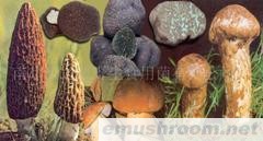 供应云南山珍 野生菌 野山菌 ManBetX体育 鲜、干、速冻