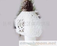 供应红托竹荪,Manbetx体育手机版V17版本发布.官网安卓网.香港，野生菌