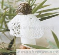 供应竹荪、Manbetx体育手机版推荐A9版本、牛肝菌、鸡枞、松茸、速冻牛肝菌