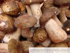 供应美味牛肝菌（鲜品）（干品）