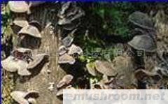 供应木段秋耳(干)