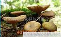 野生榛蘑(一等)