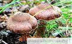 野生榛蘑(统货)