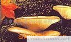 野生元蘑一等(干)