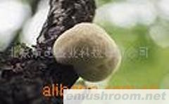 野生猴头菇(一等)