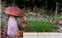 野生牛肝菌(干品统货)