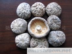 供应茶花冬菇