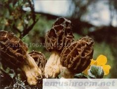 供应Manbetx体育手机版V17版本发布.官网安卓网.香港,野生菌,Manbetx体育手机版推荐A9版本,