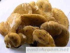 供应优质东北特产野生元蘑