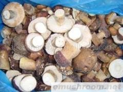 供应冰冻美味牛肝菌--切块(图)