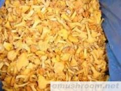 供应冰冻鸡油菌(图)