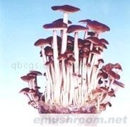 供应长根菇(图)