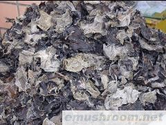 供应黑木耳