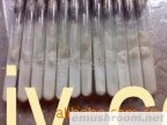 供应白灵菇，草菇，双孢菇等ManBetX体育，菌种