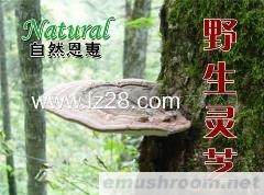 供应野生灵芝原料