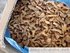 供应鸡油菌 速冻品