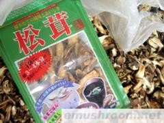 供应野生松茸