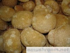 供应干品猴头菇