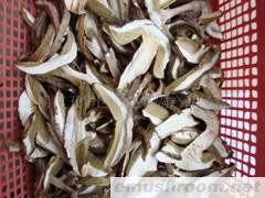 供应美味牛肝菌A级  出口 无虫片
