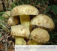 供应鲜白牛肝菌,ManBetX体育，野生菌