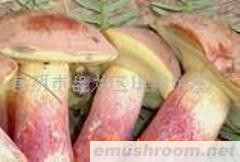 供应鲜红牛肝菌,Manbetx体育手机版V17版本发布.官网安卓网.香港，野生菌