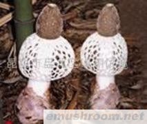 供应鲜竹荪,Manbetx体育手机版推荐A9版本，野生菌