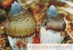 供应鲜鸡纵,Manbetx体育手机版推荐A9版本，野生菌