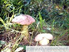 供应野生Manbetx体育手机版推荐A9版本-白葱菌