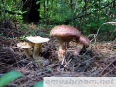 供应野生Manbetx体育手机版推荐A9版本-白乳牛肝、丁香菌