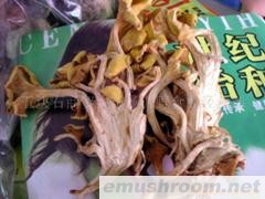 供应大量批白想思菌