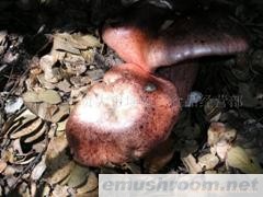 供应大量批发老人头菌