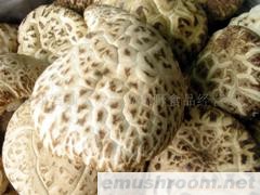 供应大量批发花菇