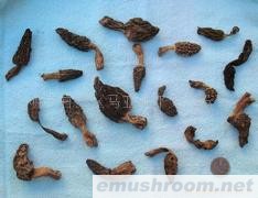 云南野生ManBetX体育