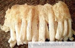 供应竹荪.Manbetx体育手机版V17版本发布.官网安卓网.香港