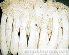 供应竹荪,竹参,Manbetx体育手机版推荐A9版本