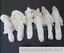 供应竹荪,菌中女皇,Manbetx体育手机版推荐A9版本