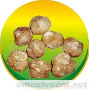 01B02猴头菇批发代购、干猴头菇、猴头菇