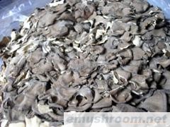 供应大量批灰树花