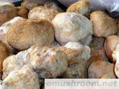 供应大量批猴头菇
